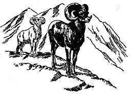 Like the Bighorn ram in our logo, we respect and maintain our Alberta environment. We hold WCB certification in Alberta, British Columbia and Saskatchewan.